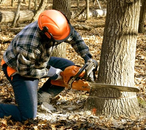 Tree Removal in Cissna Park, IL